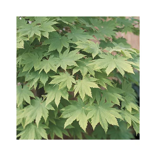 Erable du Japon (ACER PALMATUM VITIFOLIUM ) Le pot de 50 litres