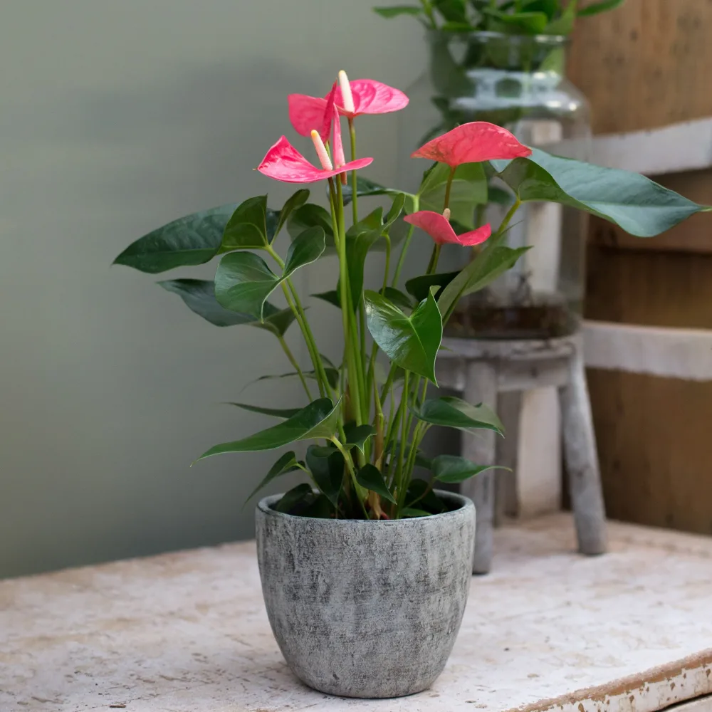 Anthurium rose Anthurium andreanum Sweet Dream