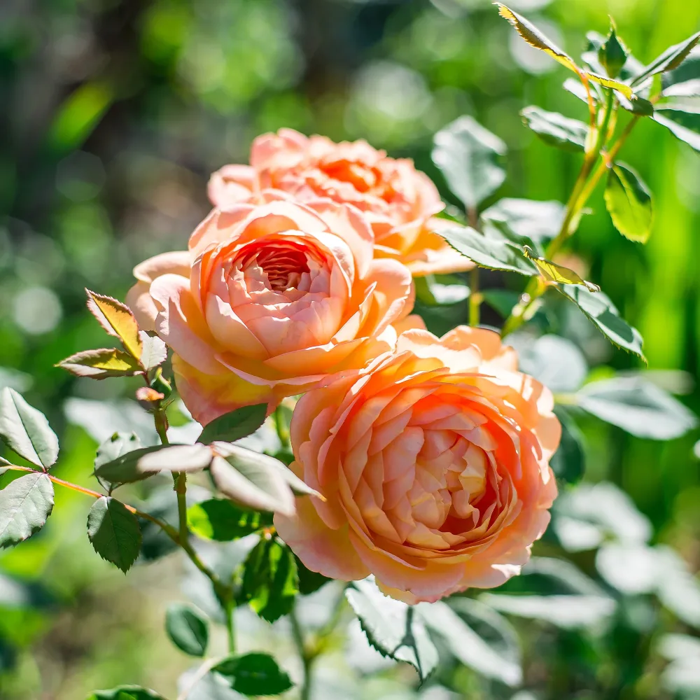 Rosier anglais Lady of Shalott Rosa Lady of Shalott® Ausnyson