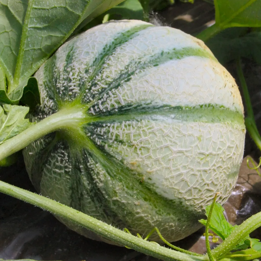 3 Plants de Melon Cezanne F1 Cucumis melo cezanne f1