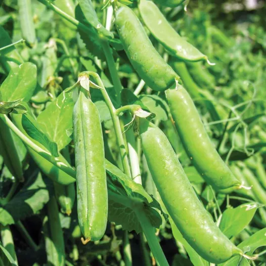 Pois Sima | Semences reproductibles de petit pois d’hiver