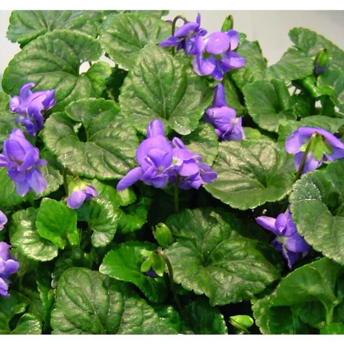 Viola Odorata - Le pot de 11 cm