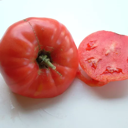 Tomate Rose de Berne | Semences bio et reproductibles