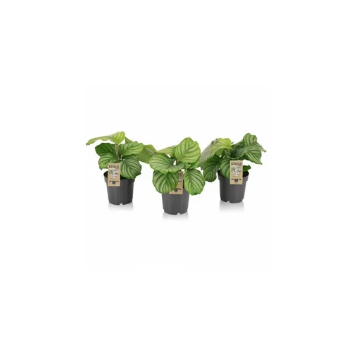 Calathea Orbifolia. Le pot de 14 cm