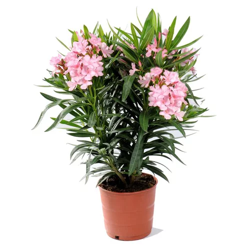 Laurier rose (NERIUM) Le pot de 7 litres