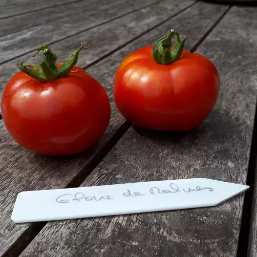 Graines bio de Tomate rouge Gloire de Malines