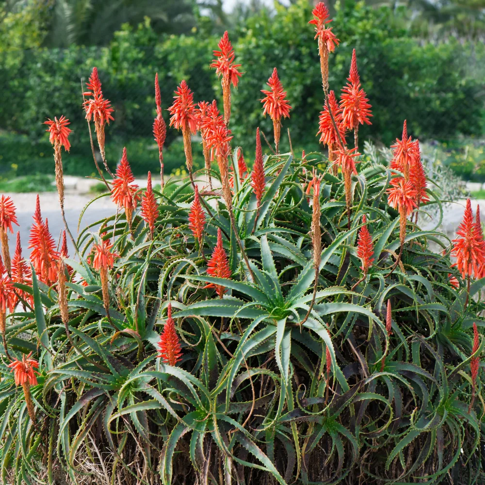 Aloès arborescent Aloe arborescens