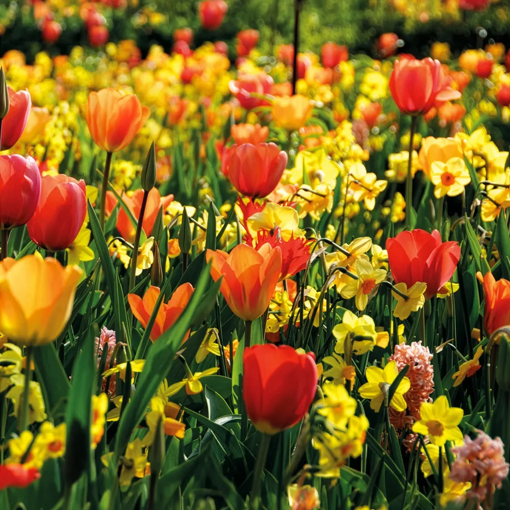 Bulbes de printemps pour massif jaune et orange Tulipa Orange Breeze, Blushing Apeldorn, Appeldorn's Elite, Narcissus Martinette