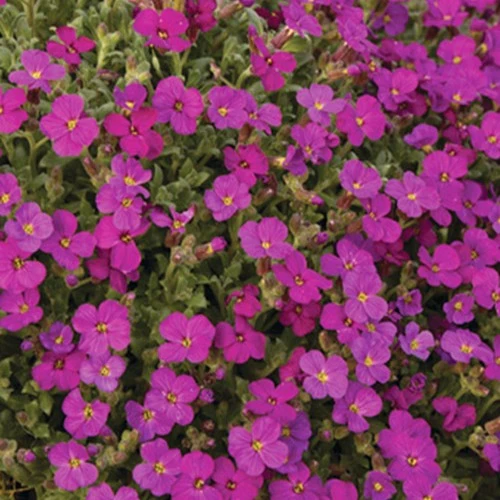 Aubriète Regado Red Aubrieta regado red ( regado series )