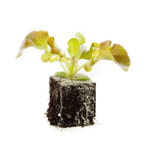 Laitue Rougette Du Midi Bio. La motte de 4x4 cm