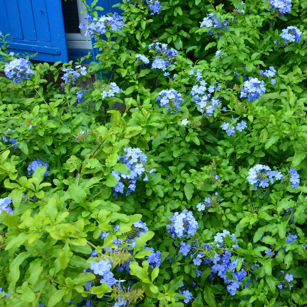 Plumbago Dark Blue Plumbago auriculata Dark Blue