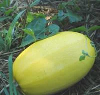 Courge Spaghetti Vegetal Bio. Le pot de 10,5 cm