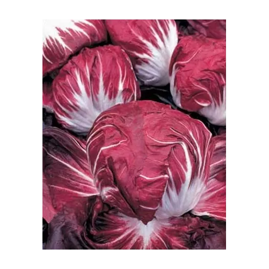 Semences bio de Chicorée Radicchio Rouge de Vérone