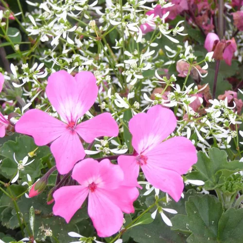 Geranium Lierre Simple + Euphorbe - La jardinière de 50 cm