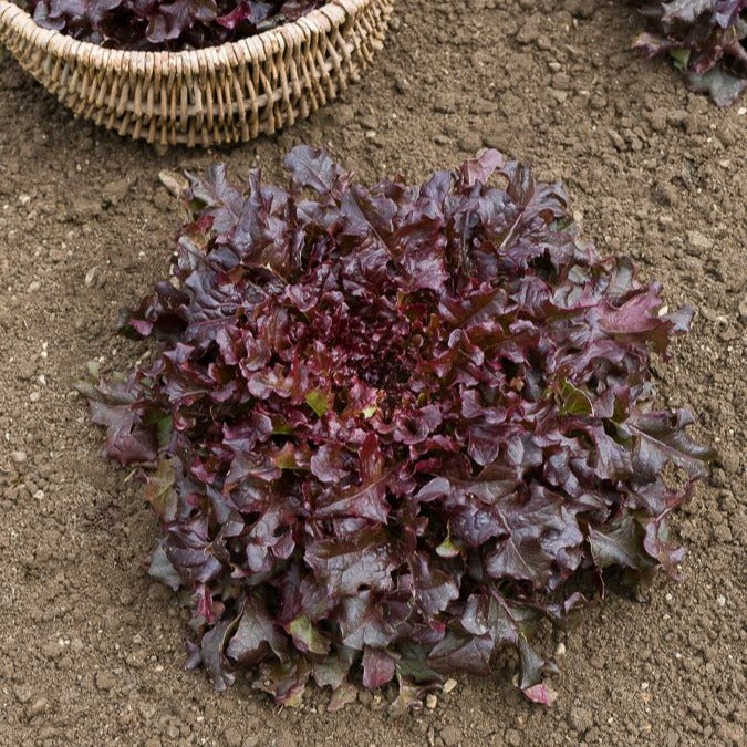 Laitue Red Salad Bowl Lactuca sativa red salad bowl