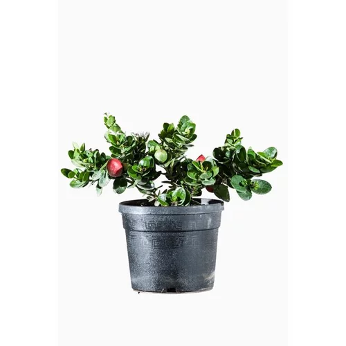 Carissa Macrocarpa ou Prunier du Natal. Le pot de 3 litres