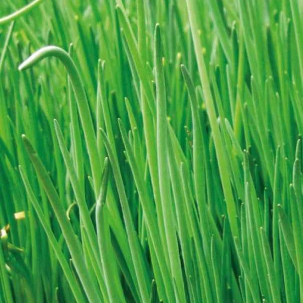Ciboulette grosse feuilles Staro Bio Allium schoenoprasum staro