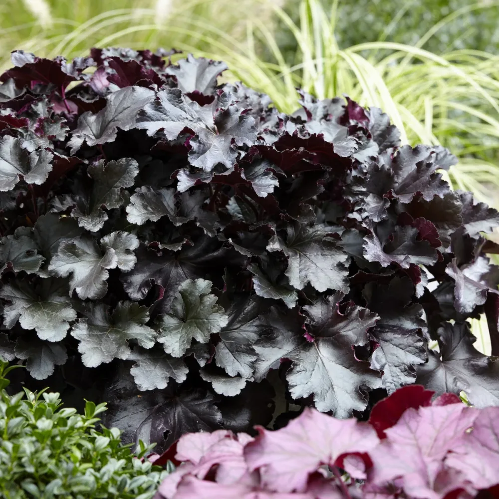 Heuchère Black Pearl Heuchera Black Pearl
