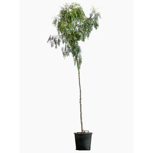 Schinus Molle (Faux Poivrier) en pot de 50 L vert