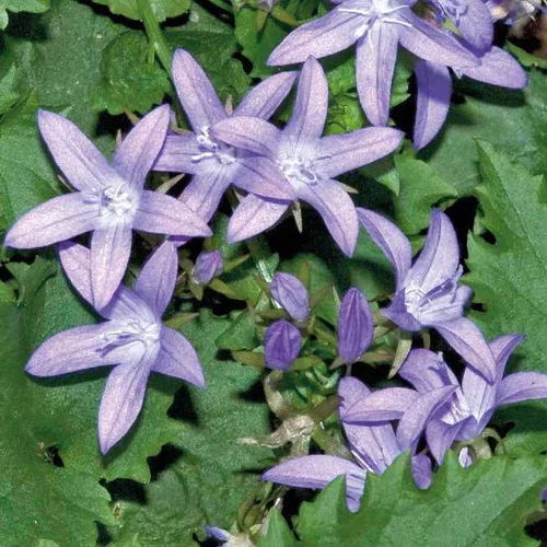 Campanule Poscharskyana violette - Le pot de 9 x 9 cm