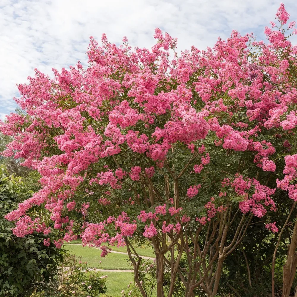 Lilas des Indes rose Lagerstroemia indica Turenne