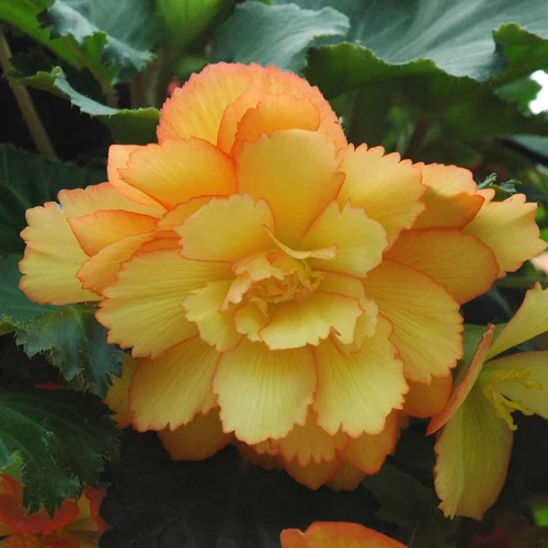 Bégonia Tubéreux à fleurs multicolores - La barquette de 6 plants