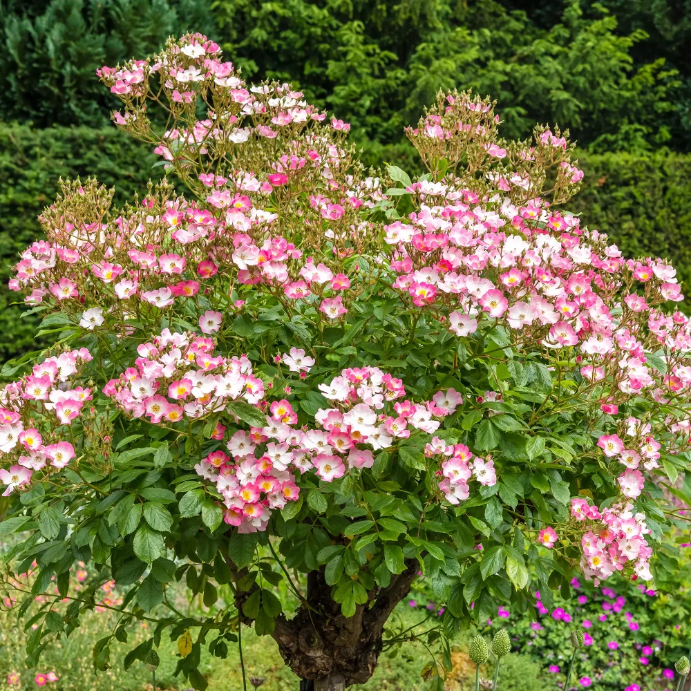 Rosier Ballerina Rosa ballerina