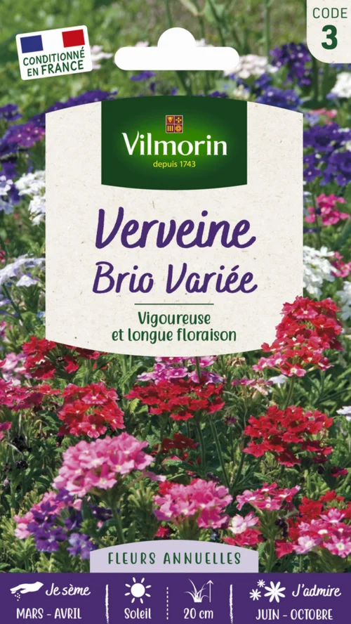 Graines de Verveine Brio variée Vilmorin - graines à semer
