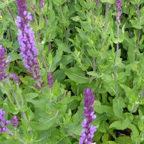 Sauge des bois Amethyst Salvia nemorosa amethyst