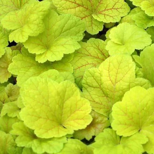 Heuchère Electric Lime Heuchera Electric Lime
