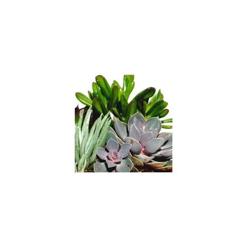Plantes grasses variées - Le pot de 2 litres
