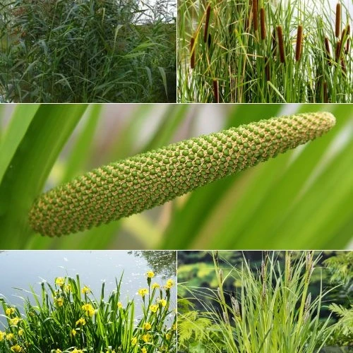 5 plantes de bassin purificatrices en mélange 'Clear Water' Acorus, Carex, Iris, Phragmites, Sparganium, Typha