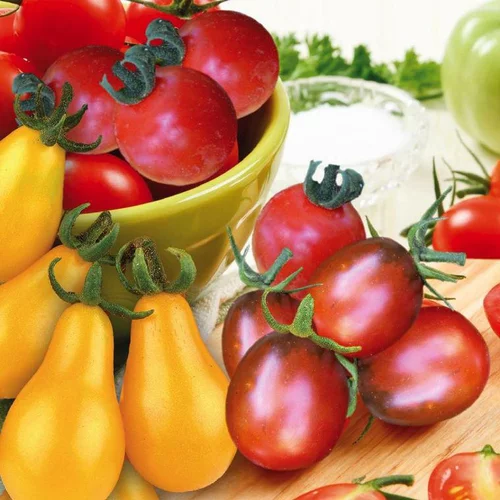 Tomates Cerises En Mélange bio. La barquette de 3 plants