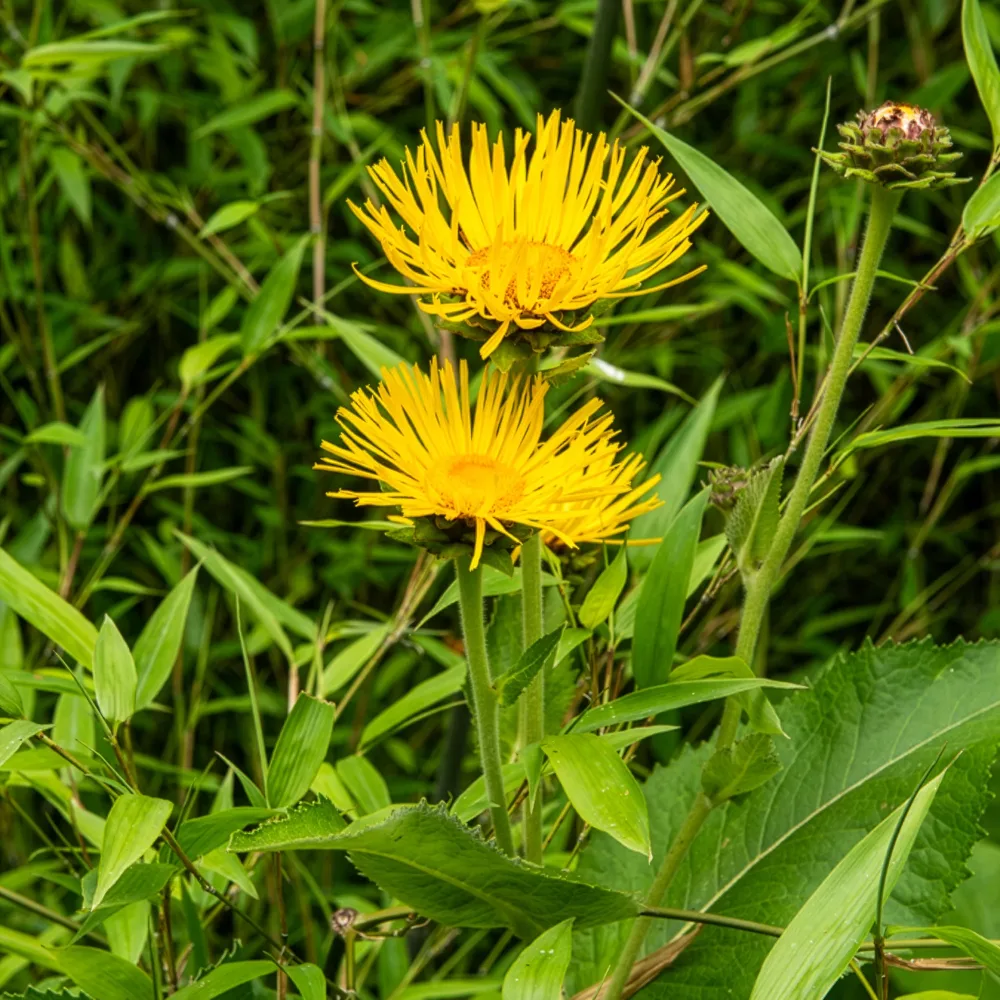 Aunée magnifique Inula magnifica