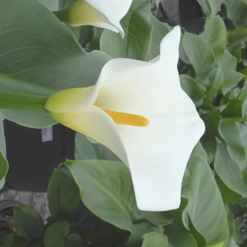 Arum blanc - Le pot de 21 cm