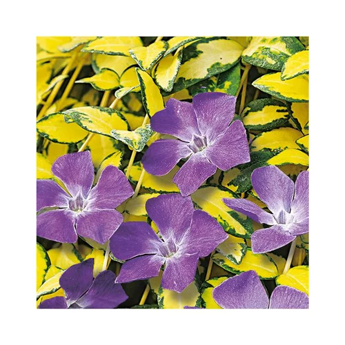 Pzervenches variées - Le pot de 3 litres