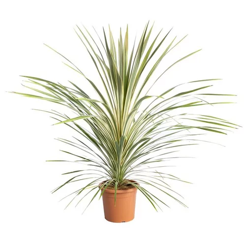 Cordyline Australis Torbay Dazzler en pot de 9 L jaune