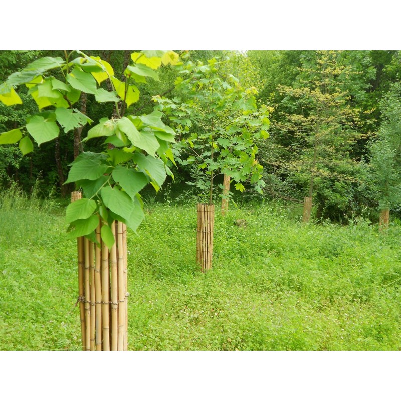 Protection d'arbres contre les agressions de chevreuils