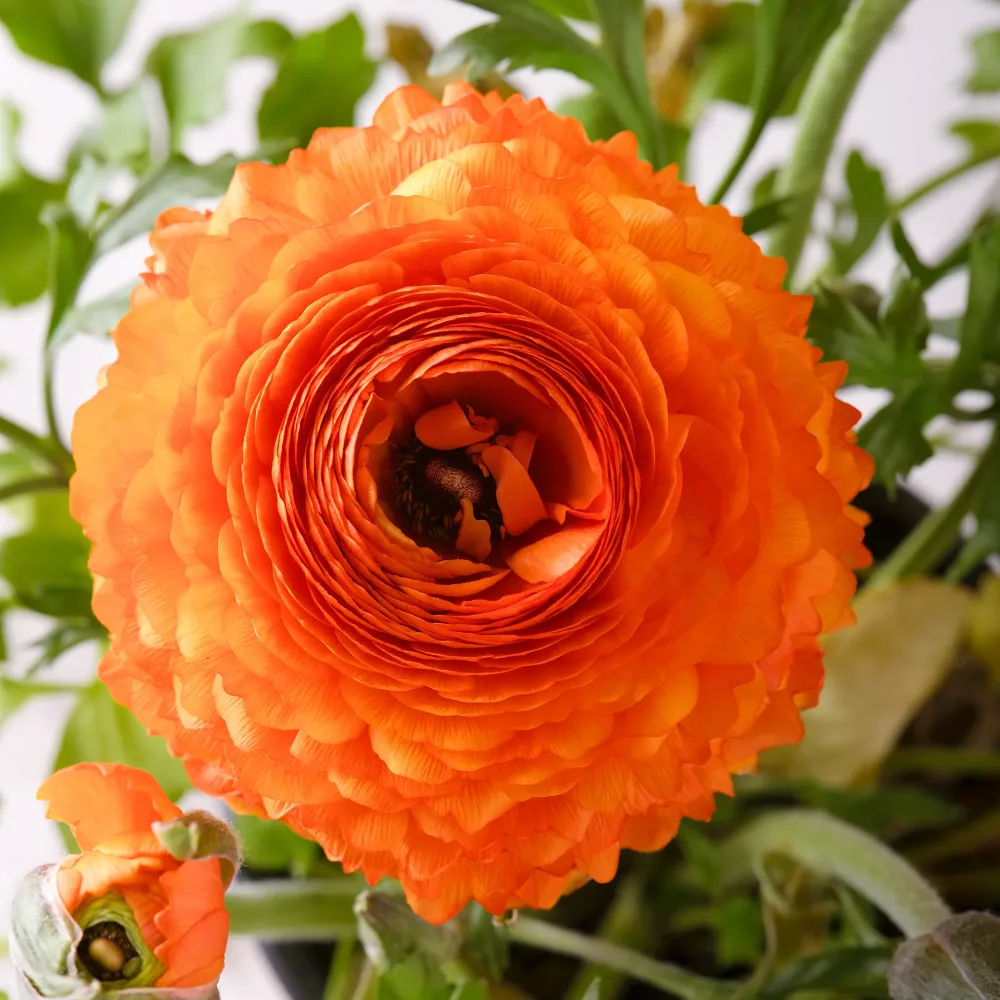 10 Renoncules Orange Flame Ranunculus Orange Flame