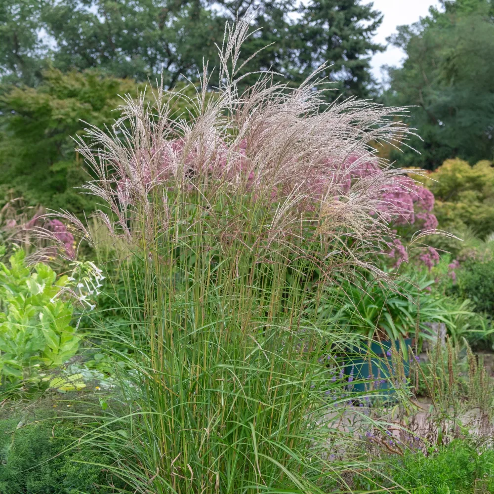 Eulalie Flamingo Miscanthus sinensis flamingo