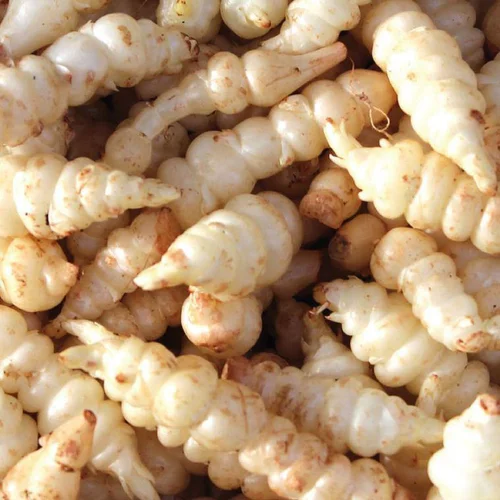 Crosne Du Japon Bio. Le pot de 1 litre