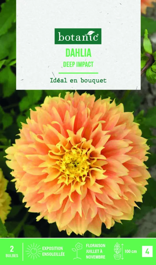 Bulbes de fleurs Dahlia Fimbriata Deep Impact botanic® - 2 bulbes