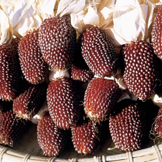 Graines bio de Maïs Fraise