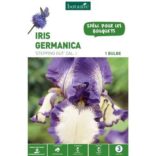 Iris Germanica Stepping Out violet et blanc botanic® - 1 bulbe