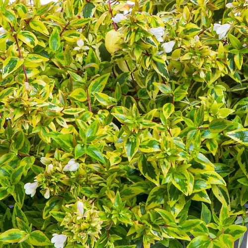 Abelia Gamme Collection. Le pot de 4 litres
