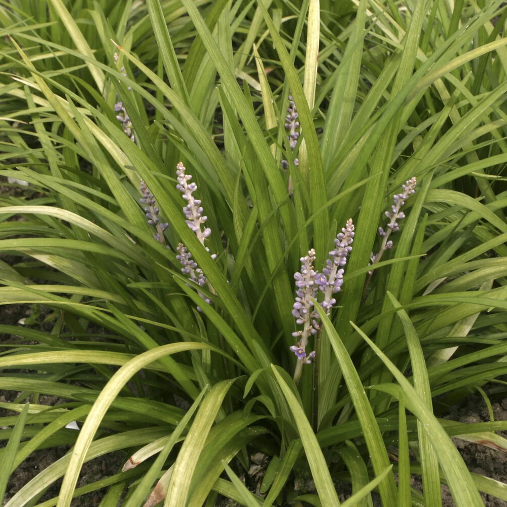 Liriope spicata Liriope spicata