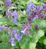 Nepeta Faassenii Bleu - Le pot de 5 litres