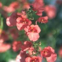 Diascia - La suspension diam 27 cm