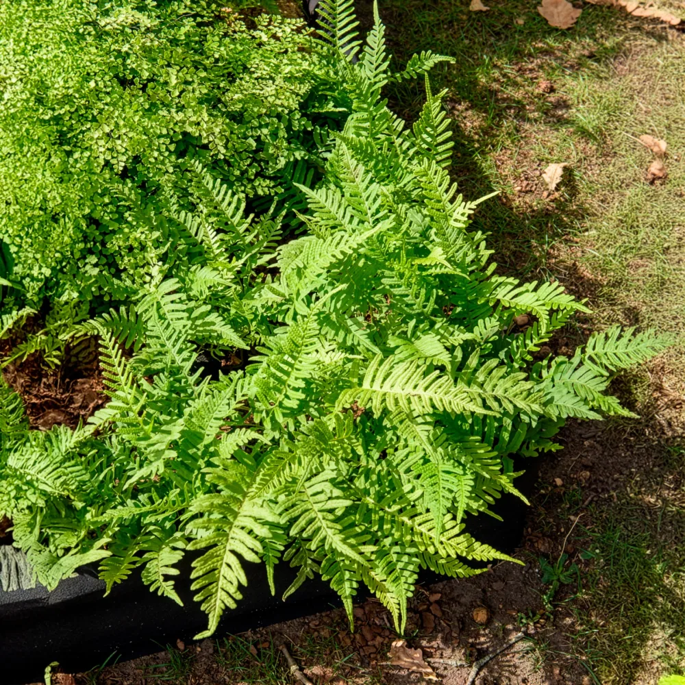 Polypode commun - Fougère Polypodium vulgare
