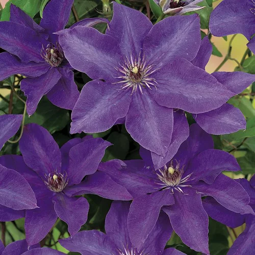 CLEMATITE THE PRESIDENT. Le pot de 6 litres